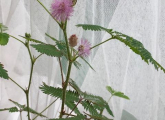 オジギソウ（お辞儀草、含羞草、学名： Mimosa pudica ）ミモザ。